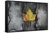 Colors of a Leaf on Stone-null-Framed Stretched Canvas