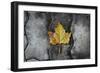 Colors of a Leaf on Stone-null-Framed Photo