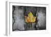 Colors of a Leaf on Stone-null-Framed Photo