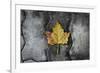 Colors of a Leaf on Stone-null-Framed Photo