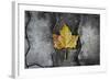 Colors of a Leaf on Stone-null-Framed Photo