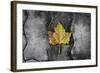 Colors of a Leaf on Stone-null-Framed Photo