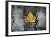 Colors of a Leaf on Stone-null-Framed Photo