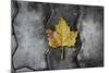 Colors of a Leaf on Stone-null-Mounted Photo