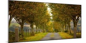 Colors of Autumn-Adelino Gonçalves-Mounted Photographic Print