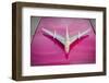 Colors of Cuba VI-Laura Denardo-Framed Photographic Print