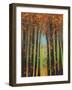 Colors of Fall II-Mark Pulliam-Framed Giclee Print