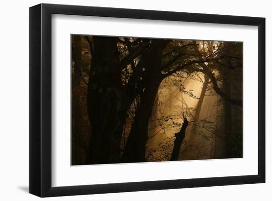 Colors of Fall-null-Framed Art Print