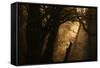 Colors of Fall-Norbert Maier-Framed Stretched Canvas