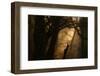 Colors of Fall-Norbert Maier-Framed Premium Photographic Print