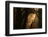 Colors of Fall-Norbert Maier-Framed Premium Photographic Print