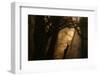 Colors of Fall-Norbert Maier-Framed Premium Photographic Print