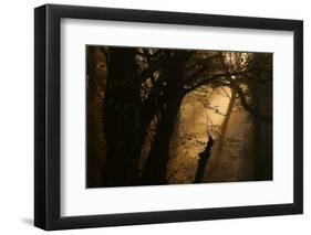 Colors of Fall-Norbert Maier-Framed Photographic Print