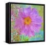 Colors Of Flowers I - Cosmos-Cora Niele-Framed Stretched Canvas