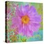 Colors Of Flowers I - Cosmos-Cora Niele-Stretched Canvas