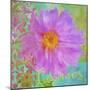 Colors Of Flowers I - Cosmos-Cora Niele-Mounted Giclee Print