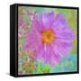 Colors Of Flowers I - Cosmos-Cora Niele-Framed Stretched Canvas