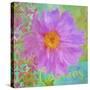 Colors Of Flowers I - Cosmos-Cora Niele-Stretched Canvas