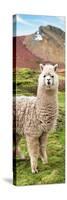 Colors of Peru - Alpaca Andes-Philippe HUGONNARD-Stretched Canvas