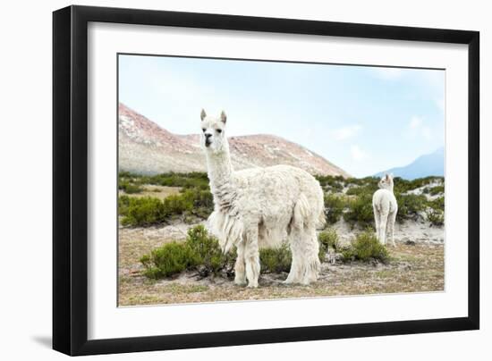 Colors of Peru - Alpaca Baby and Mom-Philippe HUGONNARD-Framed Photographic Print