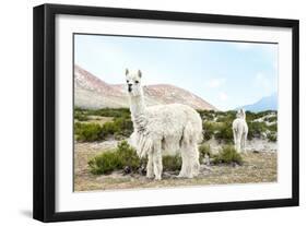 Colors of Peru - Alpaca Baby and Mom-Philippe HUGONNARD-Framed Photographic Print