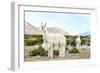 Colors of Peru - Alpaca Baby and Mom-Philippe HUGONNARD-Framed Photographic Print