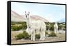 Colors of Peru - Alpaca Baby and Mom-Philippe HUGONNARD-Framed Stretched Canvas