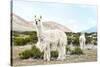 Colors of Peru - Alpaca Baby and Mom-Philippe HUGONNARD-Stretched Canvas