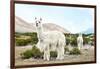 Colors of Peru - Alpaca Baby and Mom-Philippe HUGONNARD-Framed Photographic Print