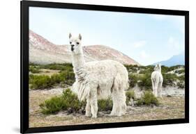 Colors of Peru - Alpaca Baby and Mom-Philippe HUGONNARD-Framed Photographic Print