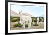 Colors of Peru - Alpaca Baby and Mom-Philippe HUGONNARD-Framed Photographic Print