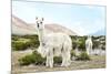 Colors of Peru - Alpaca Baby and Mom-Philippe HUGONNARD-Mounted Photographic Print