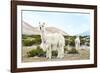 Colors of Peru - Alpaca Baby and Mom-Philippe HUGONNARD-Framed Photographic Print