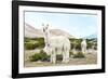 Colors of Peru - Alpaca Baby and Mom-Philippe HUGONNARD-Framed Photographic Print