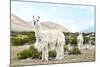 Colors of Peru - Alpaca Baby and Mom-Philippe HUGONNARD-Mounted Photographic Print