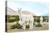 Colors of Peru - Alpaca Baby and Mom-Philippe HUGONNARD-Stretched Canvas