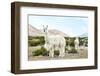 Colors of Peru - Alpaca Baby and Mom-Philippe HUGONNARD-Framed Photographic Print