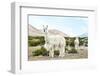 Colors of Peru - Alpaca Baby and Mom-Philippe HUGONNARD-Framed Photographic Print