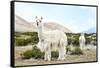 Colors of Peru - Alpaca Baby and Mom-Philippe HUGONNARD-Framed Stretched Canvas