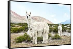Colors of Peru - Alpaca Baby and Mom-Philippe HUGONNARD-Framed Stretched Canvas