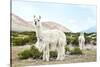 Colors of Peru - Alpaca Baby and Mom-Philippe HUGONNARD-Stretched Canvas