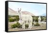 Colors of Peru - Alpaca Baby and Mom-Philippe HUGONNARD-Framed Stretched Canvas