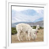 Colors of Peru - Alpaca Family-Philippe HUGONNARD-Framed Photographic Print