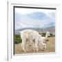 Colors of Peru - Alpaca Family-Philippe HUGONNARD-Framed Photographic Print