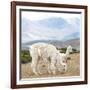 Colors of Peru - Alpaca Family-Philippe HUGONNARD-Framed Photographic Print