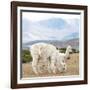 Colors of Peru - Alpaca Family-Philippe HUGONNARD-Framed Photographic Print