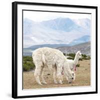 Colors of Peru - Alpaca Family-Philippe HUGONNARD-Framed Photographic Print