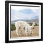 Colors of Peru - Alpaca Family-Philippe HUGONNARD-Framed Photographic Print