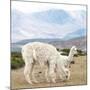 Colors of Peru - Alpaca Family-Philippe HUGONNARD-Mounted Photographic Print