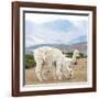 Colors of Peru - Alpaca Family-Philippe HUGONNARD-Framed Photographic Print